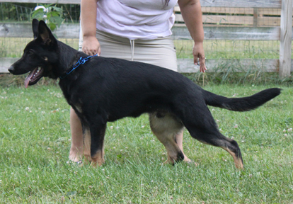 Azog z Glaurung german shepherd stack 7 months son of irmus galan nalag